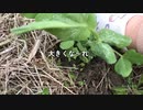【自然農】スナップエンドウ #植え替え ／#不耕起 #無肥料 #無農薬