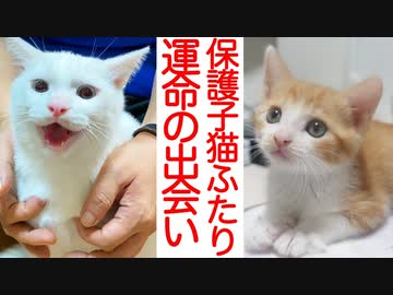 運命の保護子猫ふたり、その出会いとトライアル開始