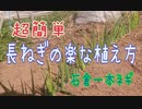超簡単な長ねぎの植え方