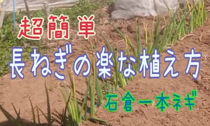 超簡単な長ねぎの植え方