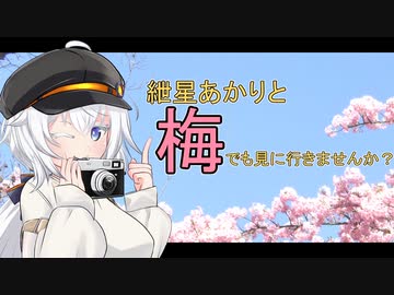 紲星あかりと梅でも見に行きませんか？