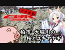 【吾輩はCBR250Rである】ブタ日記#01 ～ 柏市・大堀川の桜とユキヤナギ【1分動画】