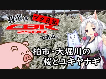 【吾輩はCBR250Rである】ブタ日記#01 ～ 柏市・大堀川の桜とユキヤナギ【1分動画】