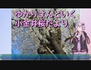 【VOICEROID散歩】ゆかりさんといく小金井桜だより【玉川上水】