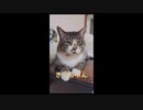 きじちゃんののんびり動画