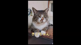 きじちゃんののんびり動画