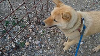 畑が気になるメイリオ