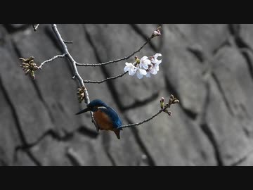 桜ゆらゆらカワセミ