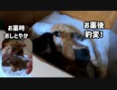 風邪薬後、怒涛の母乳奪還【長男 子猫】