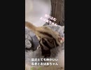 【 #フクロモモンガ 】長老とおばあちゃん！ #おはモモンガ #蜜袋鼯 #슈가글라이더 #フクモモ #sugerglider #モモンガ #shorts