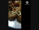 たこ焼きにいそ松葉相性抜群無茶苦茶旨い出張何処行くのたこ焼き違った名古屋行き