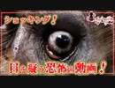 【検索してはいけない言葉】衝撃映像！　悪魔の検索実況耐久バージョン【作業用#6】