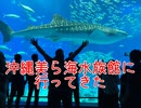 沖縄美ら海水族館に行ってきた