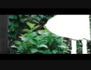 永く、春る、花。／ 初音ミク