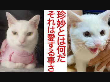 運命の子猫トライアル、ウチューネコの珍妙を継承する