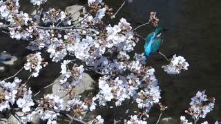 桜に青い鳥