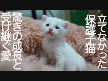 立てなかった保護子猫、トライアルで驚きの成長を見せる