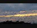 空を舞うカラスの群れ　①