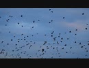 空を舞うカラスの群れ　②