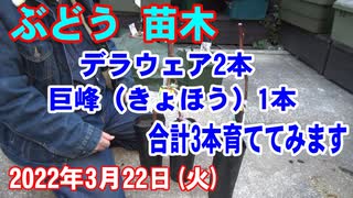 ぶどう 苗木：デラウェア2本と巨峰（きょほう）1本の合計3本育ててみます。2022年3月22日(火)