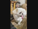 ホモと見る舌が長すぎる犬