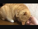 顔がひっくり返る猫