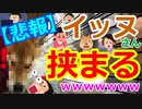 [ゆっくり5ch]　動物スレ①　【悲報】イッヌさん、挟まる・・・