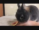 【ネザーランド】リンゴデビュー【うさぎ】