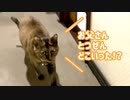 突然飼い主がいないことに気付いた猫