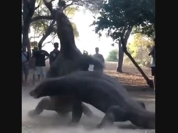 ホモと見るリアルモンスターファーム