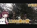 【17日目】長生きな樹を見に寄り道なのです【東北きりたんと行くJR東日本在来線乗りつぶしの旅】17日目（2020/10/18）