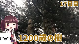 【17日目】長生きな樹を見に寄り道なのです【東北きりたんと行くJR東日本在来線乗りつぶしの旅】17日目（2020/10/18）