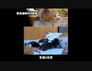 【切り抜き】叔母猫に見守られスクスク育つ子猫たちかな