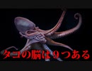 タコの脳は足にあり全て独立した知能を持っている！！