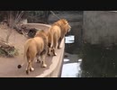 池に落ちるライオン