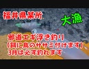 【ヤリイカ大漁】3月末でも福井県某所でヤリイカが邪道エギの浮き釣りで釣れます！