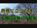 世界でここだけ！大朝の天狗シデ！