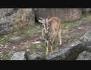 【限定】ハンバーグ食べに静岡に行きます #03【動物園編】