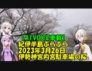 【A.I.VOICE車載】紀伊半島ぶらぶら　2023年3月26日伊勢神宮内宮駐車場の桜