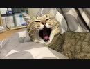 コタツでゆっくりしていると…