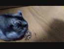 ハムスター飼いました。その144～2023年3月だよ!!体重測定だよ!!～