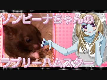 ゾンビーナのハムスターの日常。30