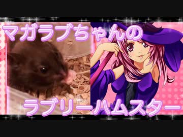 マガラブのハムスターの日常29