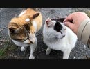 【いいとこどり】猫と桜と記憶
