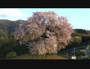 【映像でお花見】古山の頂上にそびえ立つ「平家一本桜」～福岡