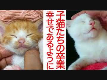 保護子猫たちの卒業、そして新たな出会いと縁