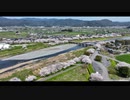 【Mavic3】岐阜県池田町付近の河川敷の桜並木が絶景過ぎました！ドローン空撮！!