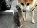 秋田犬VSでぶ猫 part1