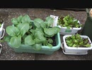 チンゲン菜：大きくなりました：2021年11月13日