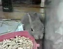 ウサギさん